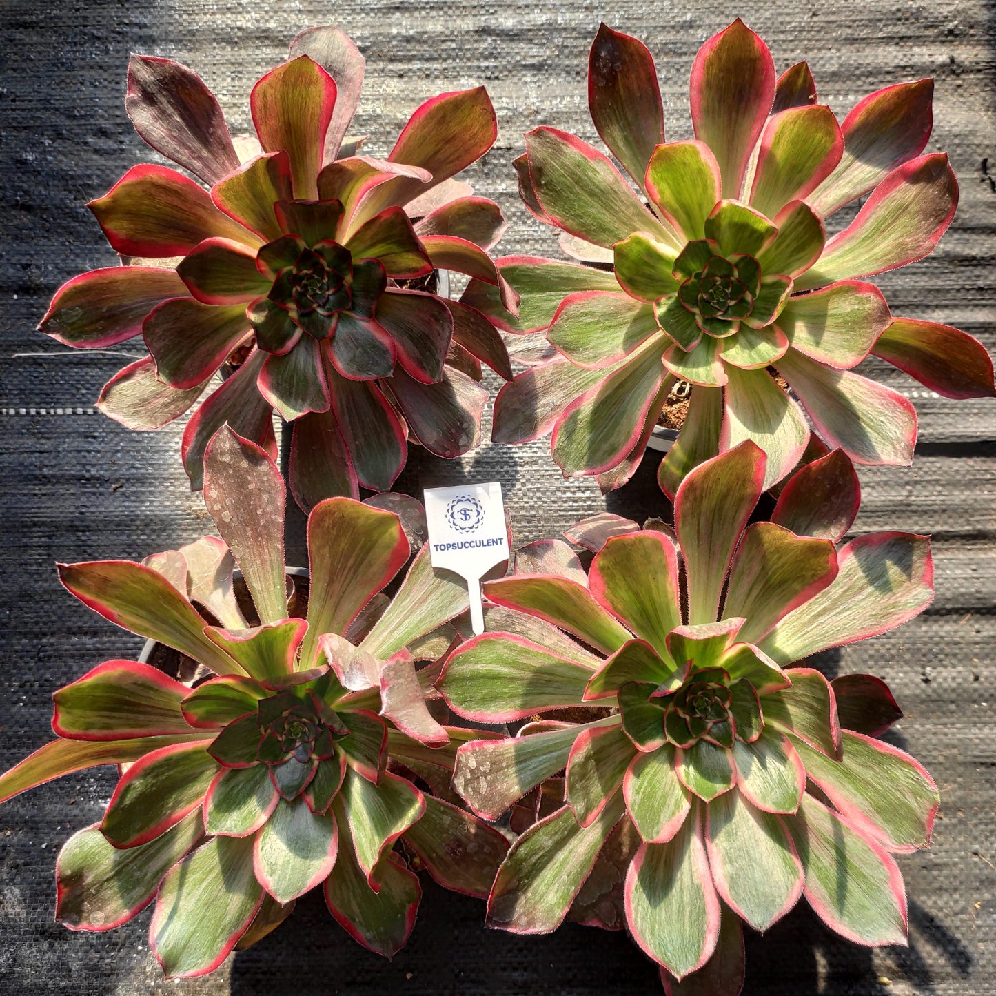 24640 イーブル　アイ