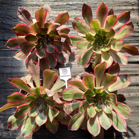 24640 イーブル　アイ