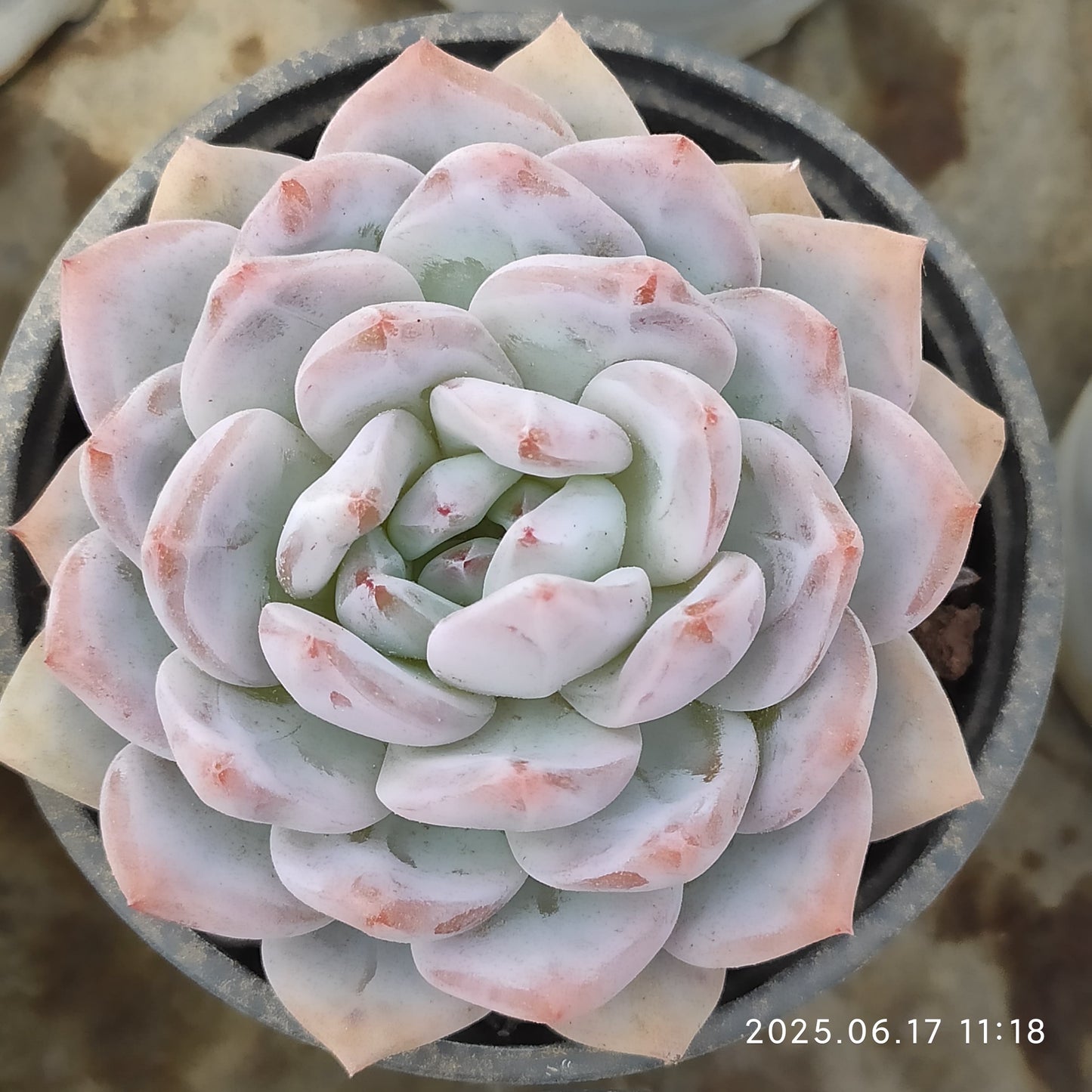 LXX005 モンロー（9cm pot）