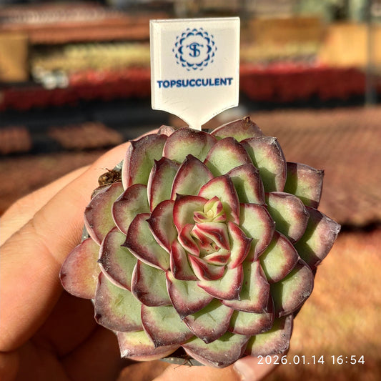 19243 メキシコプリドニス