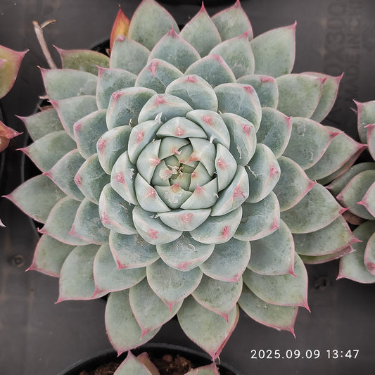 MMT879 ドリームジェイド（9cm pot）