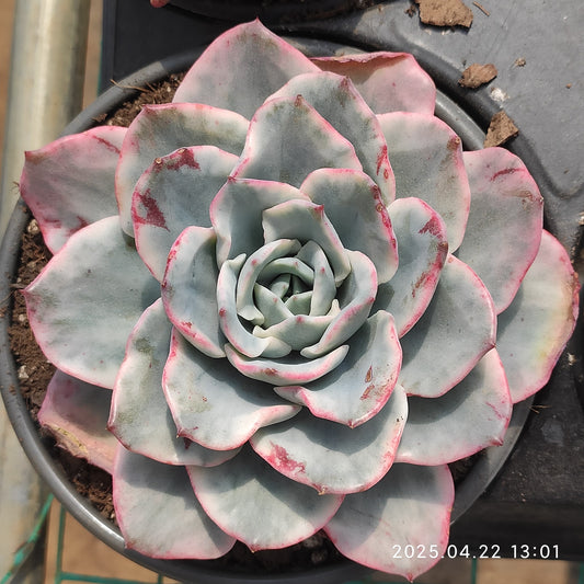 MMY1073 ピーチス＆クリーム錦（12cm pot）
