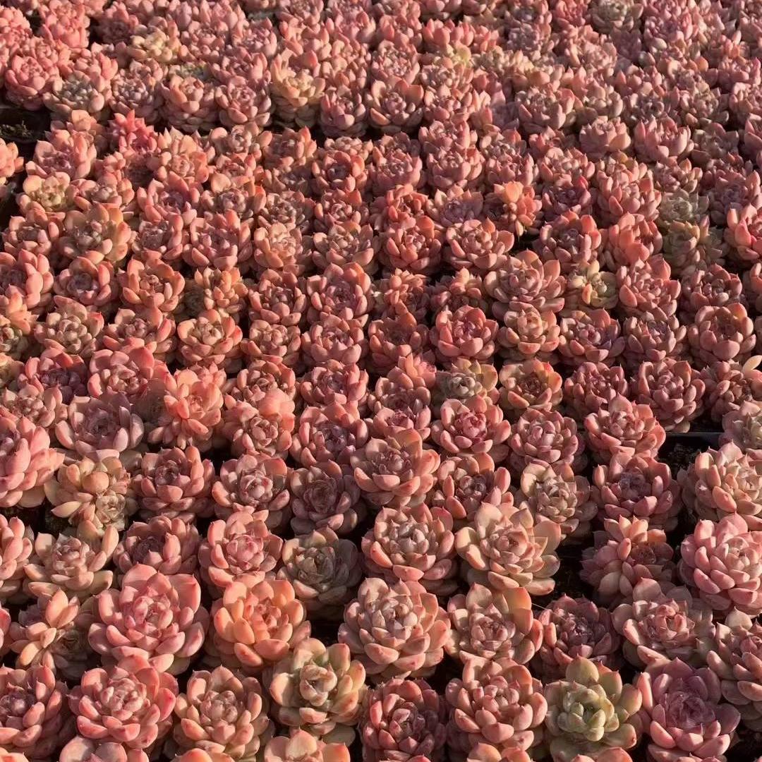 23445 アイス（3cm pot）（ポット苗）