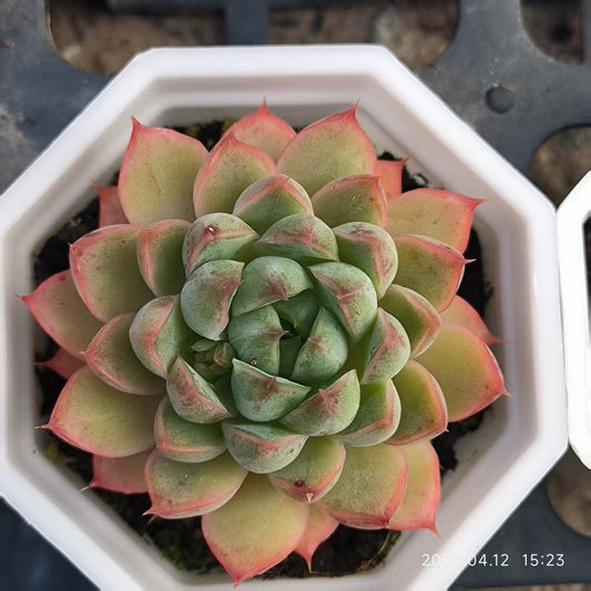 LG454 イエローローズ(6.5cm pot)