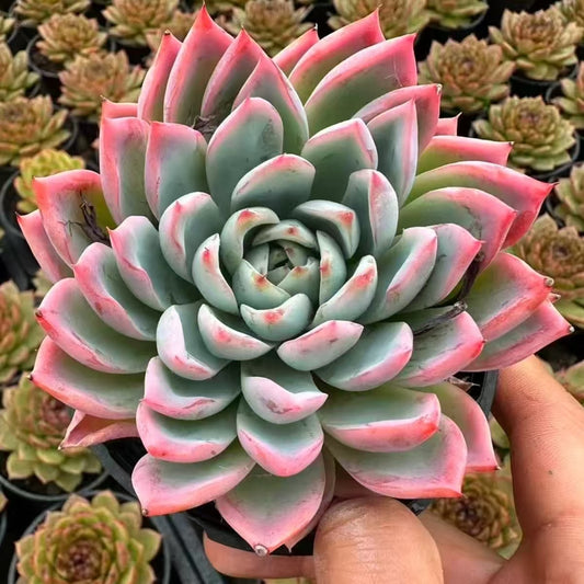 QNY165 パープル　ウィンド　チャイム（10cm pot）