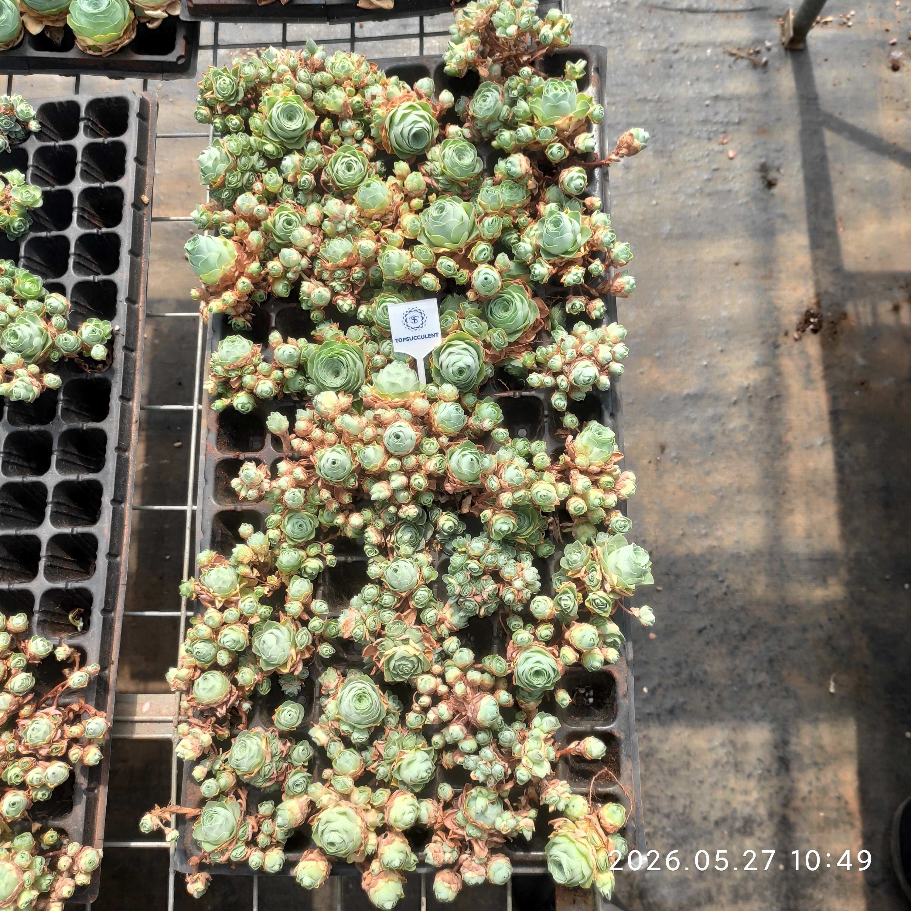アエオニウム 穴トレー苗 – Top Succulent®