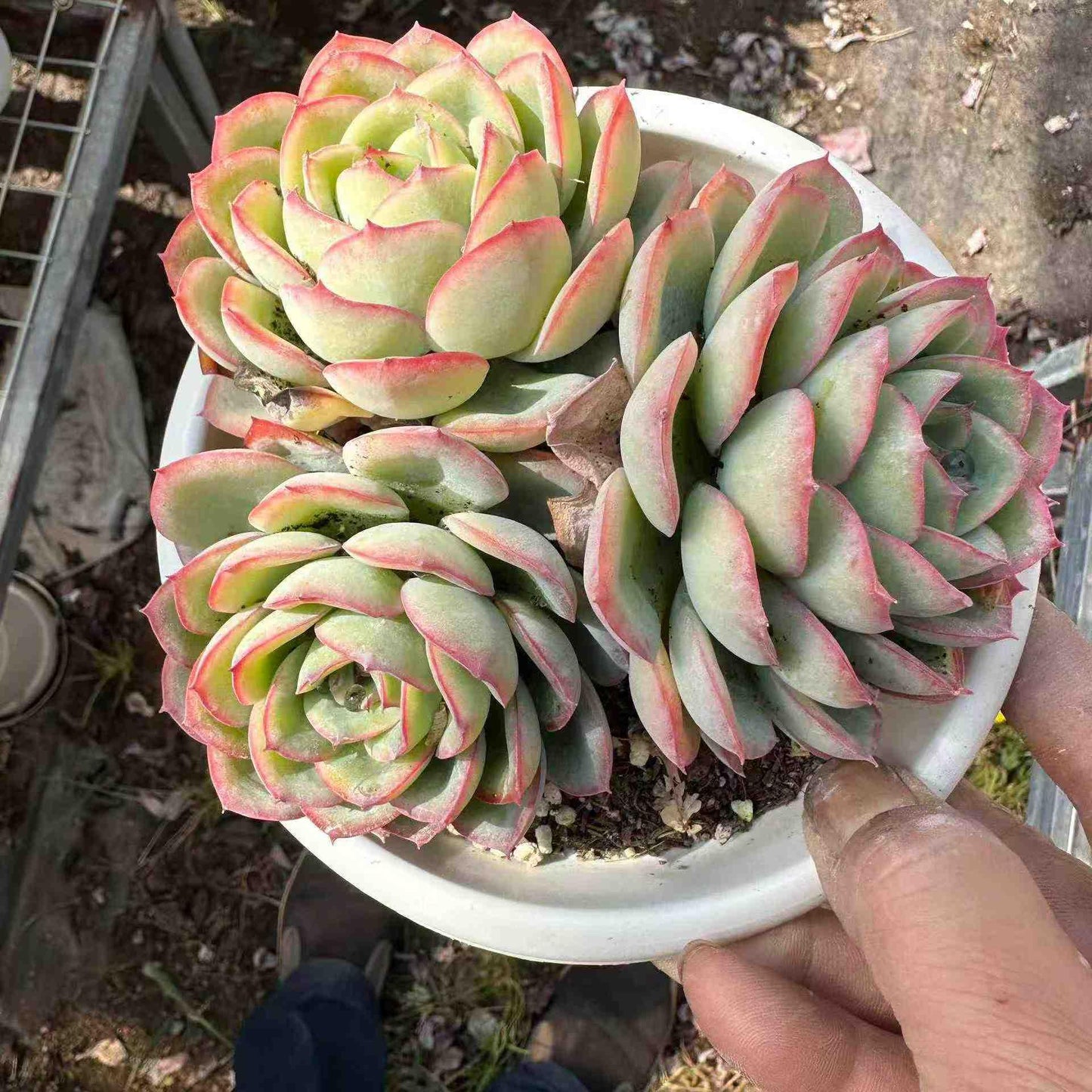 360052 モーニングデュー