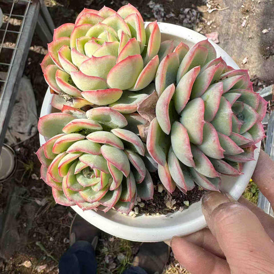 360052 モーニングデュー