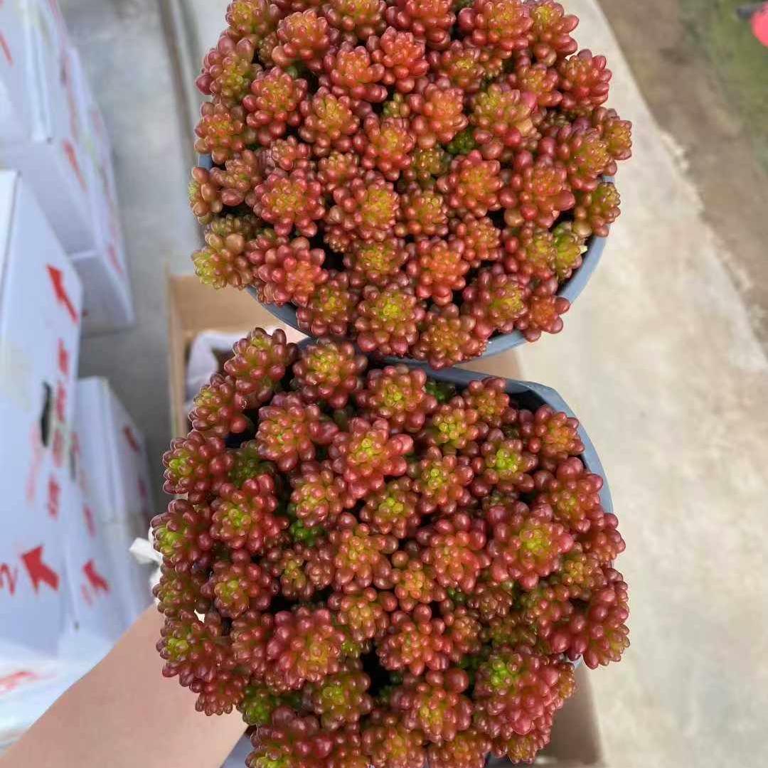 22957 ラブロティンクタム　レドベリー（12cm pot）