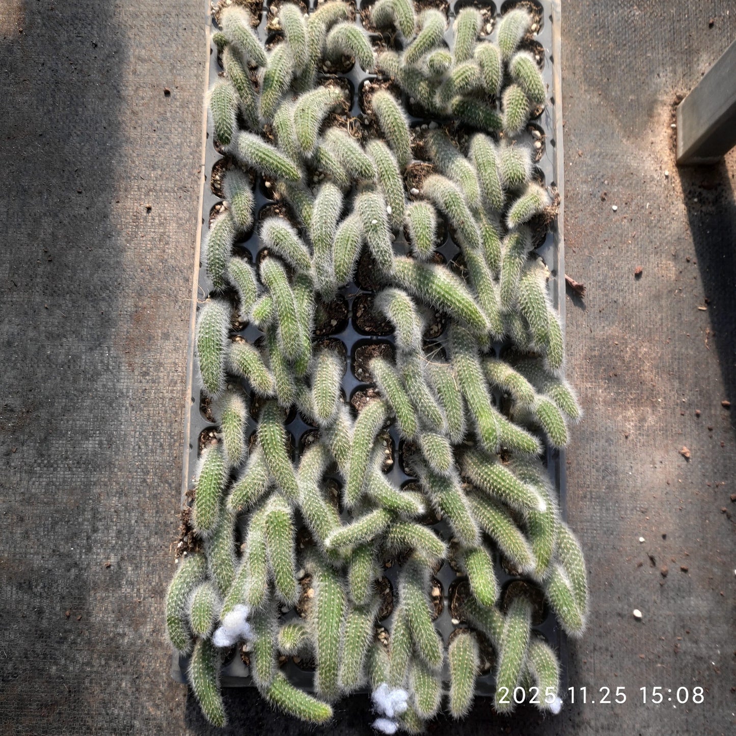 220491 猫の尻尾（3cm pot）（ポット苗）ワシントン条約品