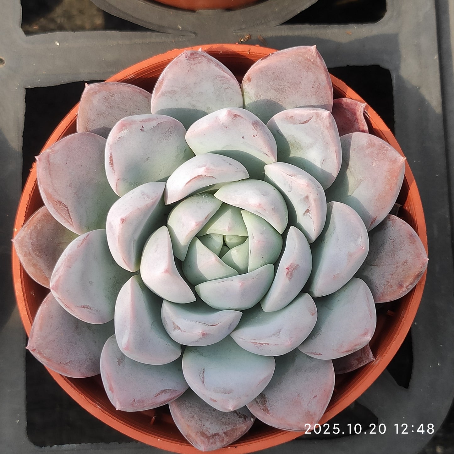 ZXX296 リップ クラウド（9cm pot）