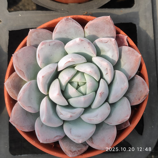 ZXX296 リップ クラウド（9cm pot）