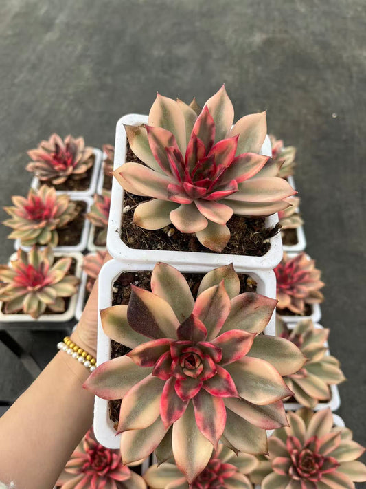 26588 フレイム マウンテン錦