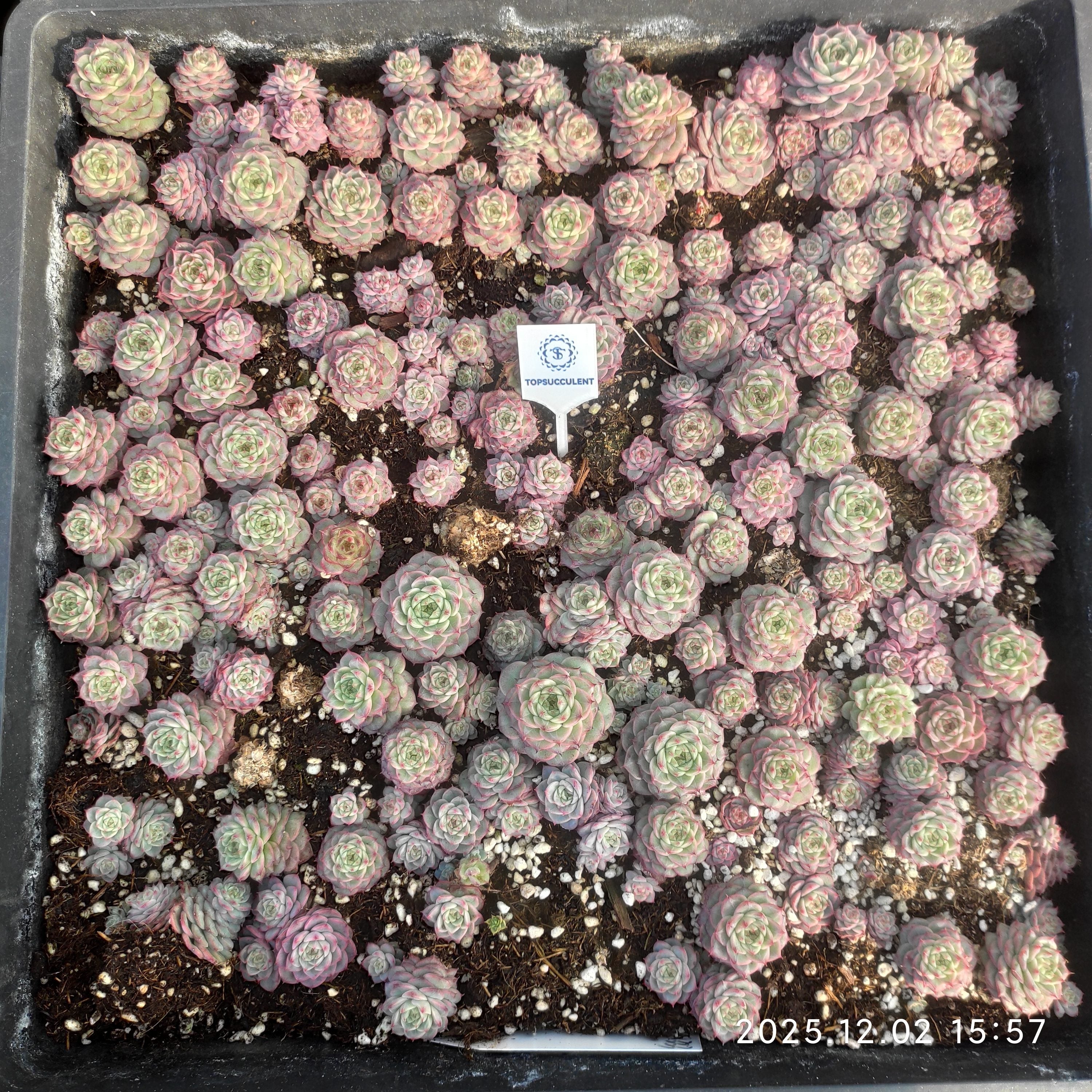 エケベリア トレー苗 – Top Succulent®