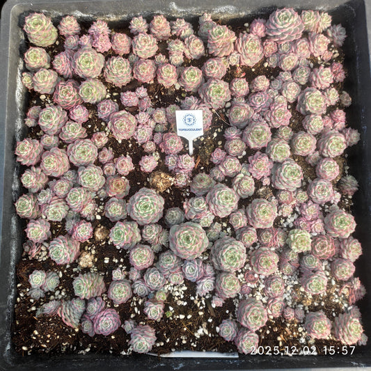 23055 レッド　ベルベットHyb（5cm pot）（ポット苗）