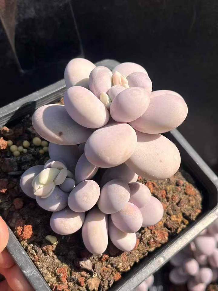 262931 オリジナルチーズ