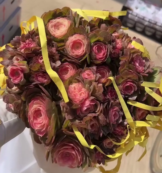 263151 アエオニウムハロウィン薬錦