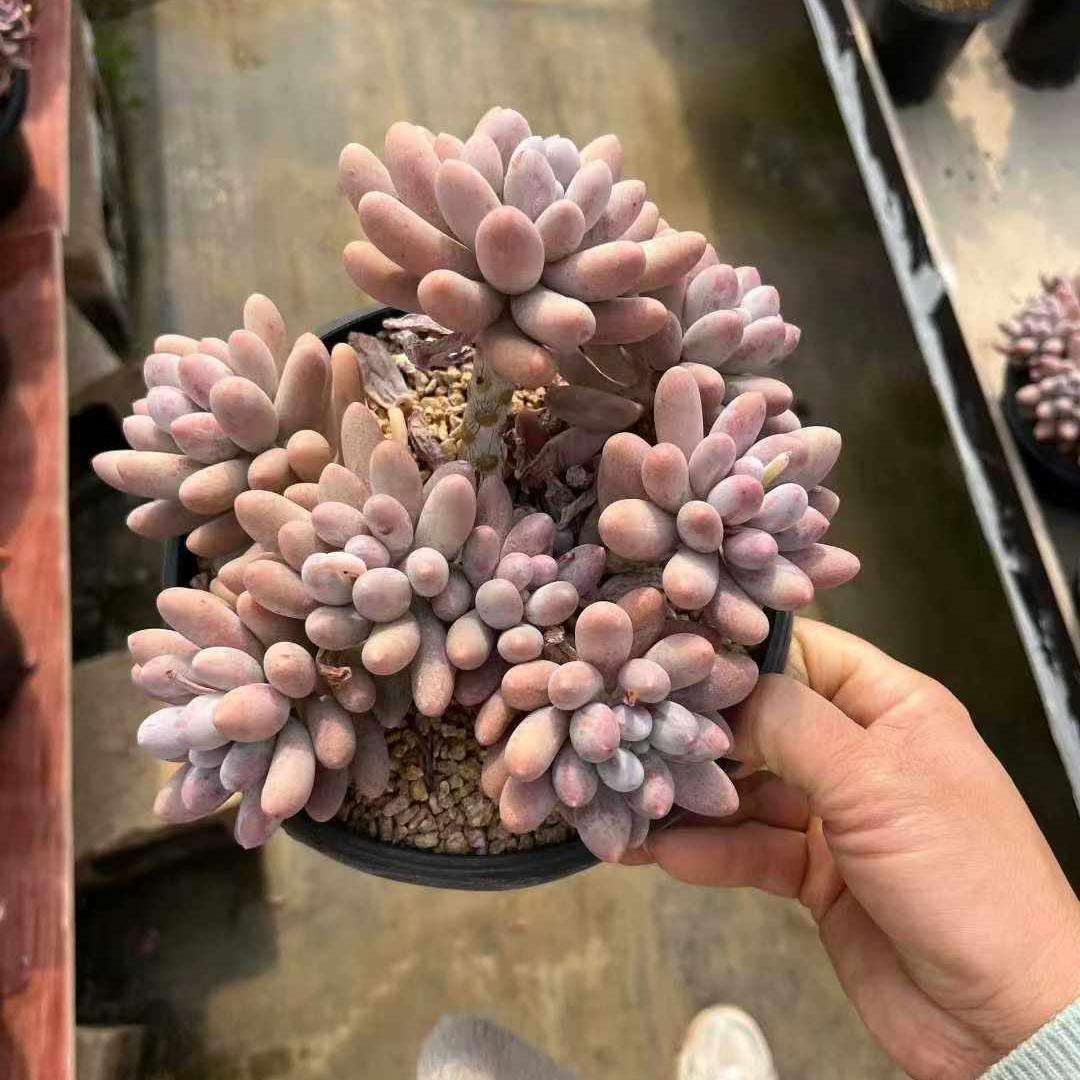 360031 オレンジスノーボール