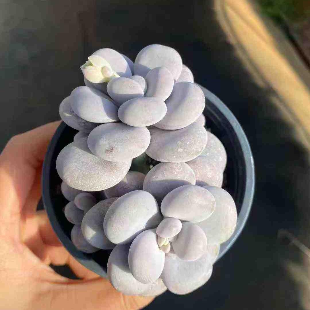 360016 オリジナルチーズ