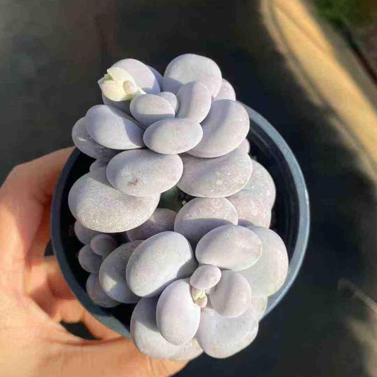 360016 オリジナルチーズ