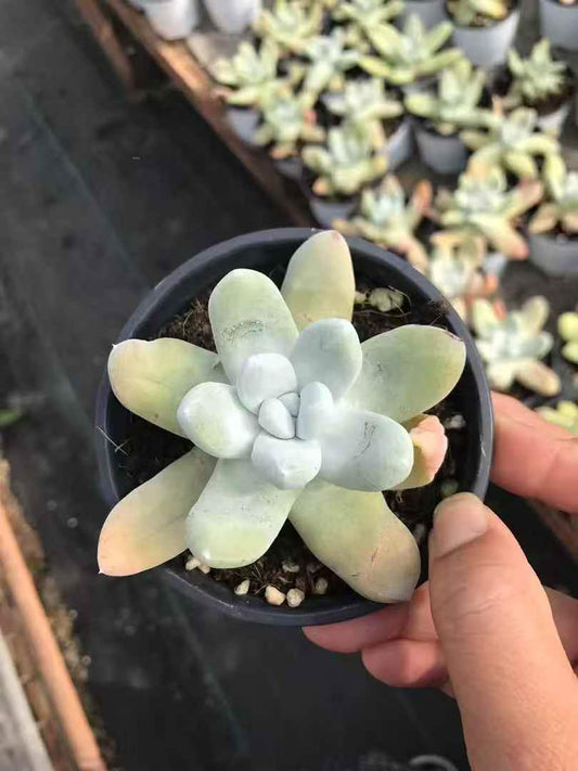 265537 パキフィツム
