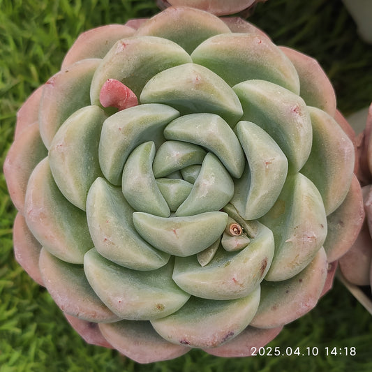 NGN395 ジェイドバタフライ (9cm pot)