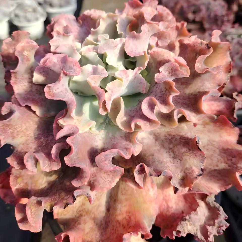 22657 メリディアン（25cm pot）