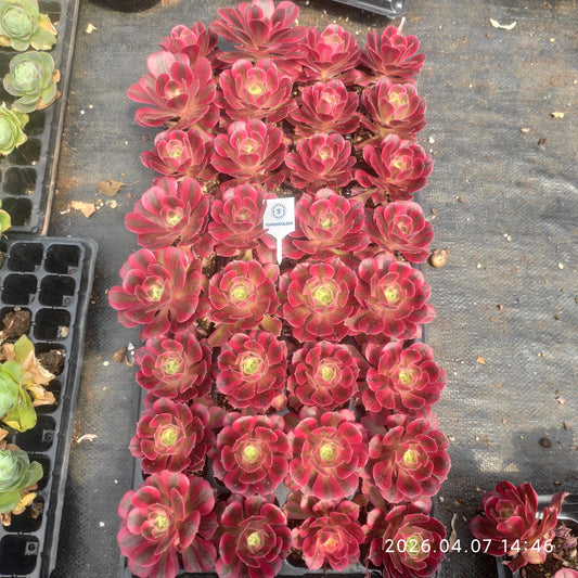 26361 アエオニウム  ウィッチ