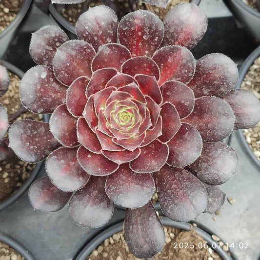 MMY1195 エメラルド（12cm pot）