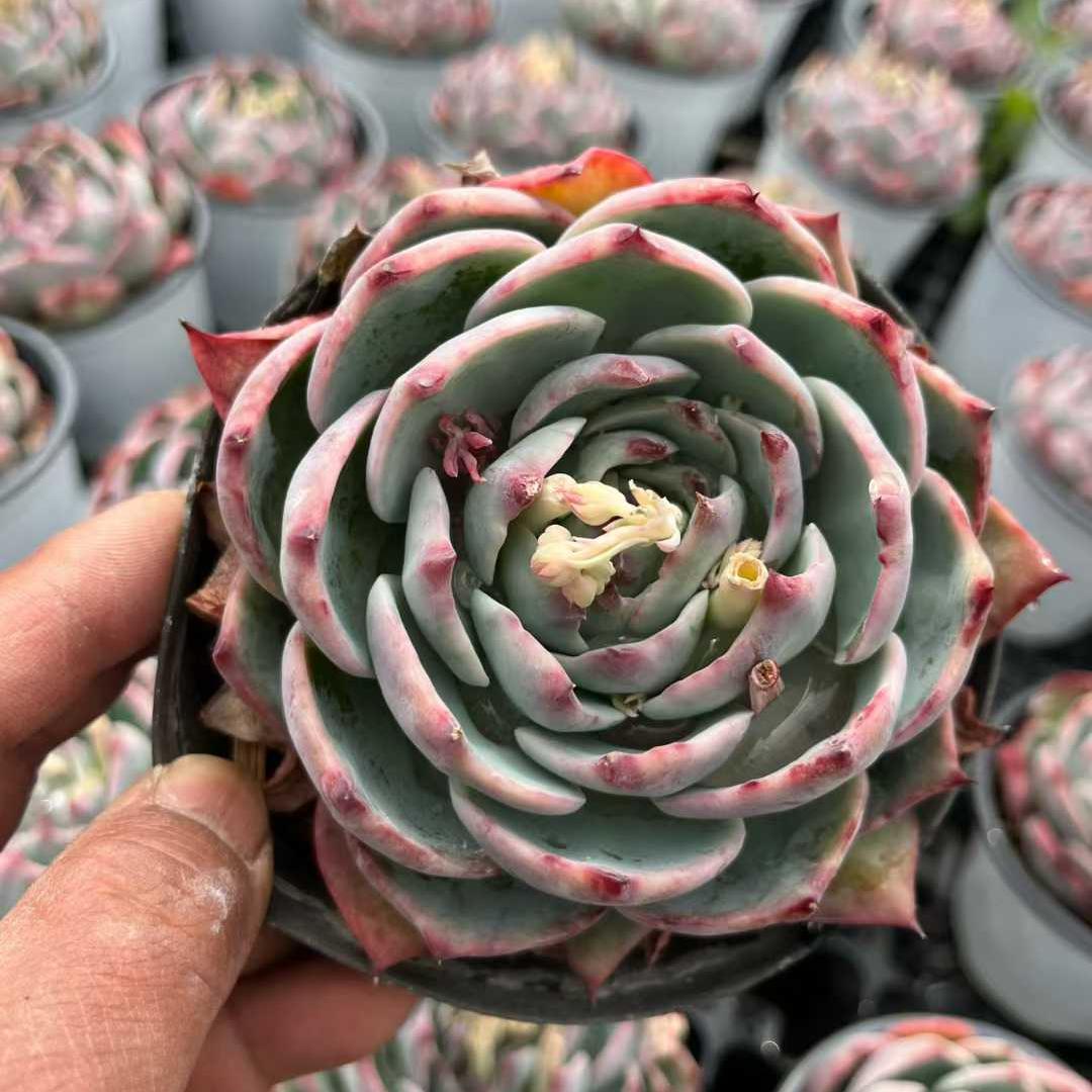 26190 フェアリー ドール