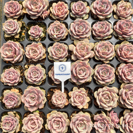 23226 ピンクバタフライ