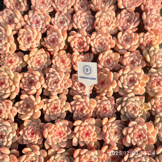 23160 スウィート　ハートHyb