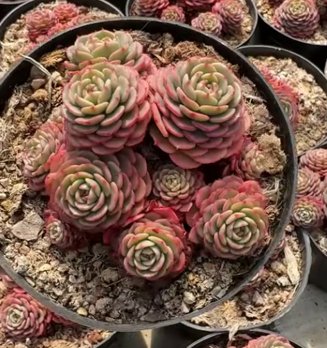 T26508 ベビーサプライズ