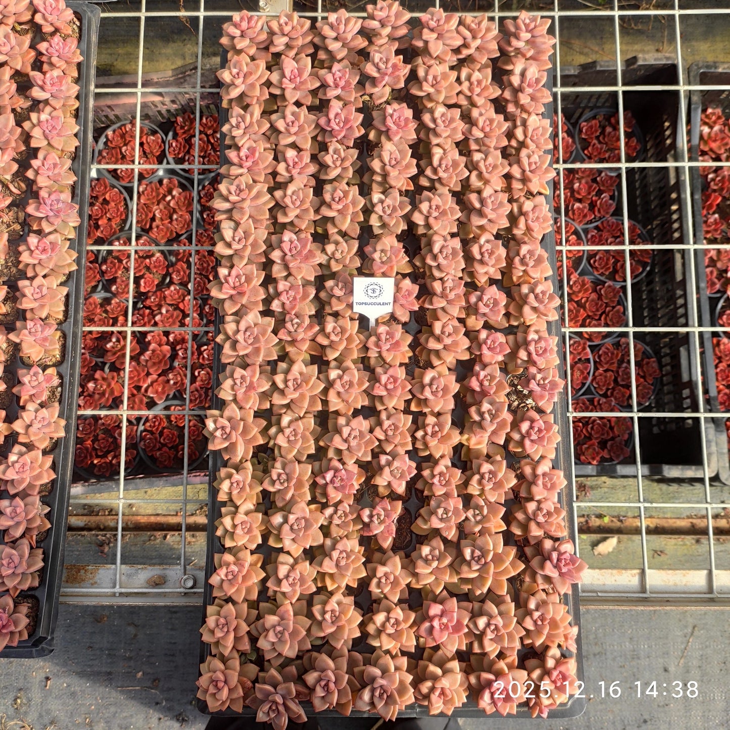 23535 ブロンズ（3cm pot）