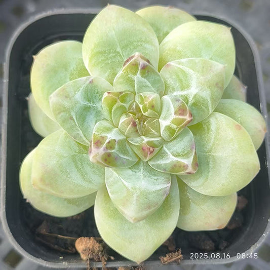 LG746 フォーティチュード (6.5cm pot)