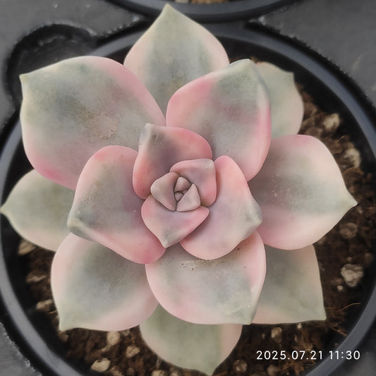 MMY970 スノーホワイト錦（9cm pot）