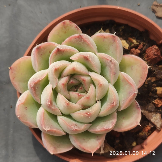 XY113 モダン　ジェングHyb(7cm pot)