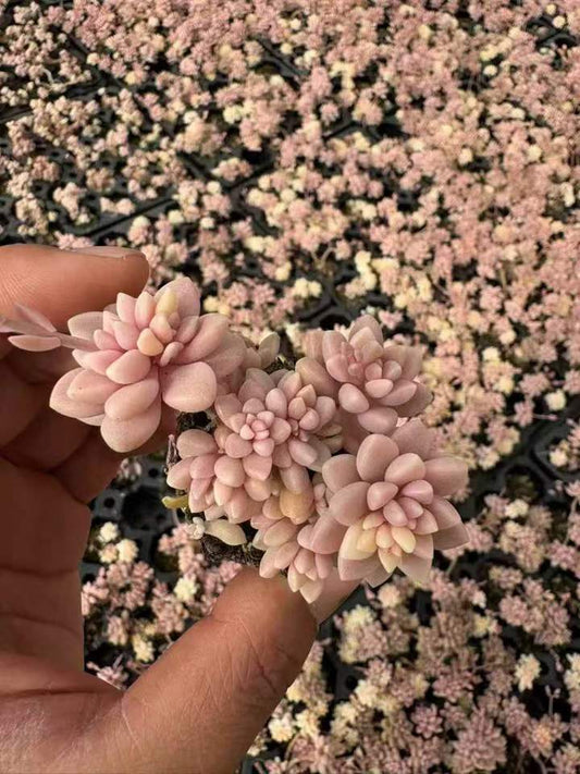 263951 ミリナエ錦