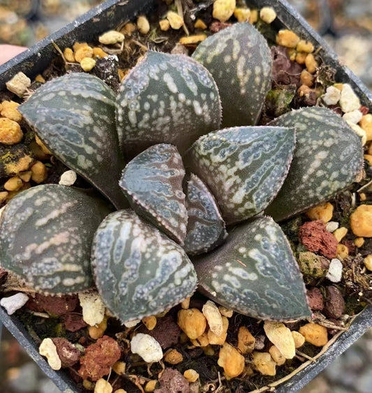 8053 カラフトマムシ