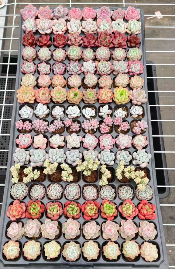 プラグトレー ミックス苗（セール商品） – Top Succulent®