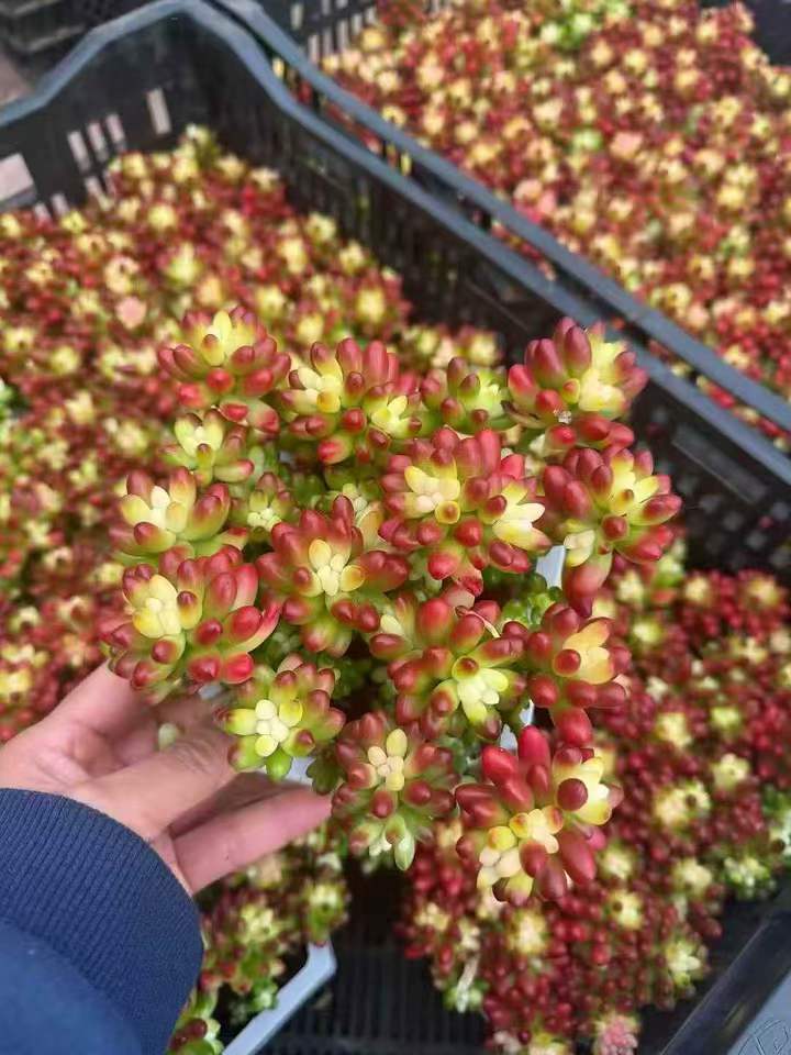 26484 セダム クラウゼン薬錦