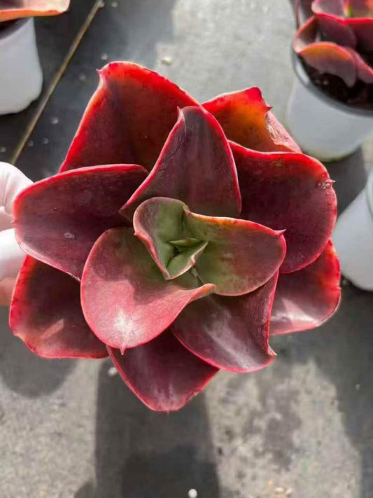 263461 レッドグラス