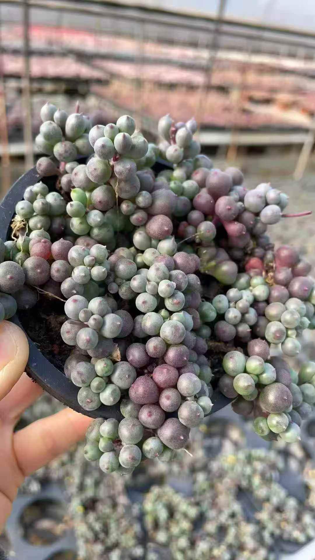 セネシオ　アーケリー　抜き苗 セネシオ – Top Succulent®