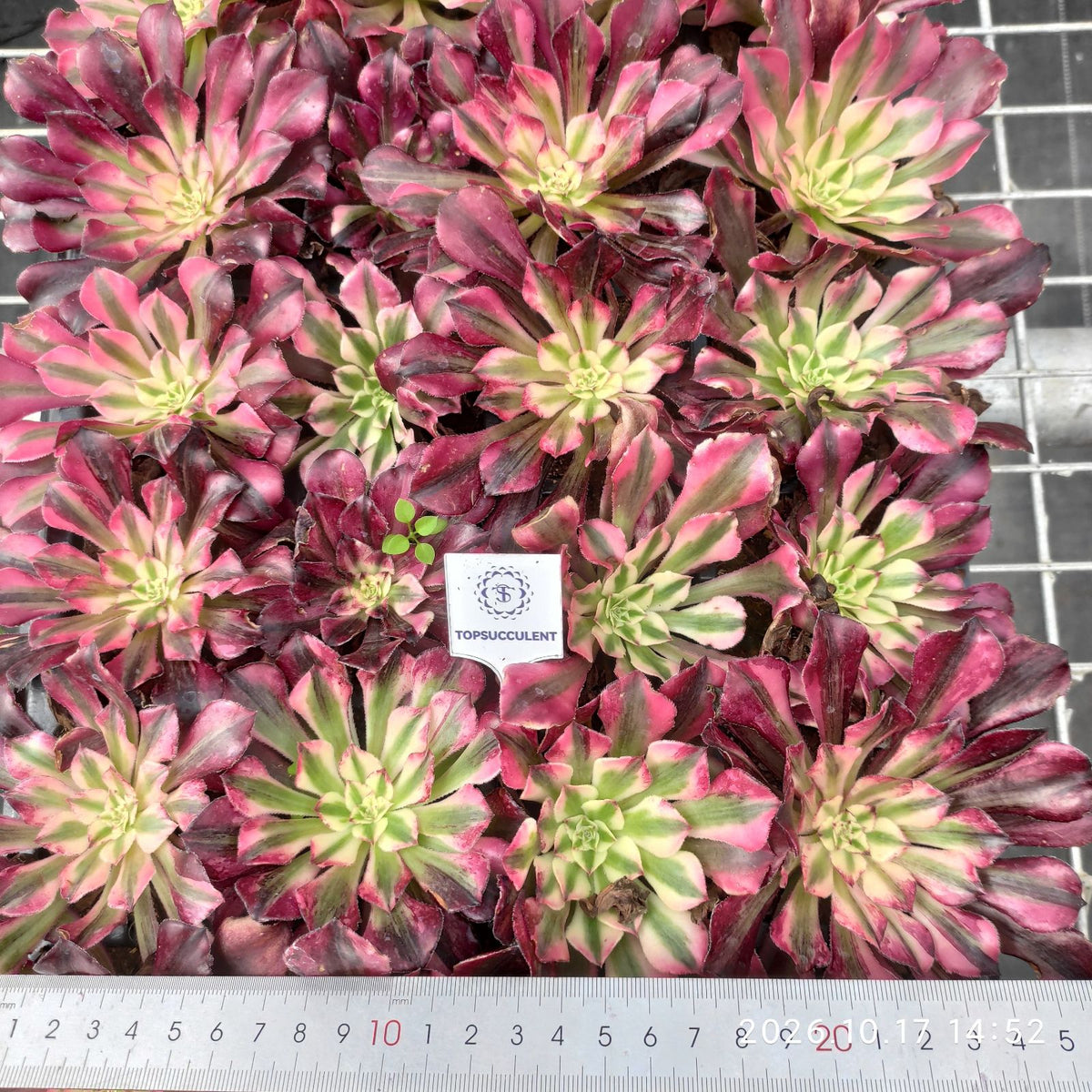 365687 レッド オーキッド