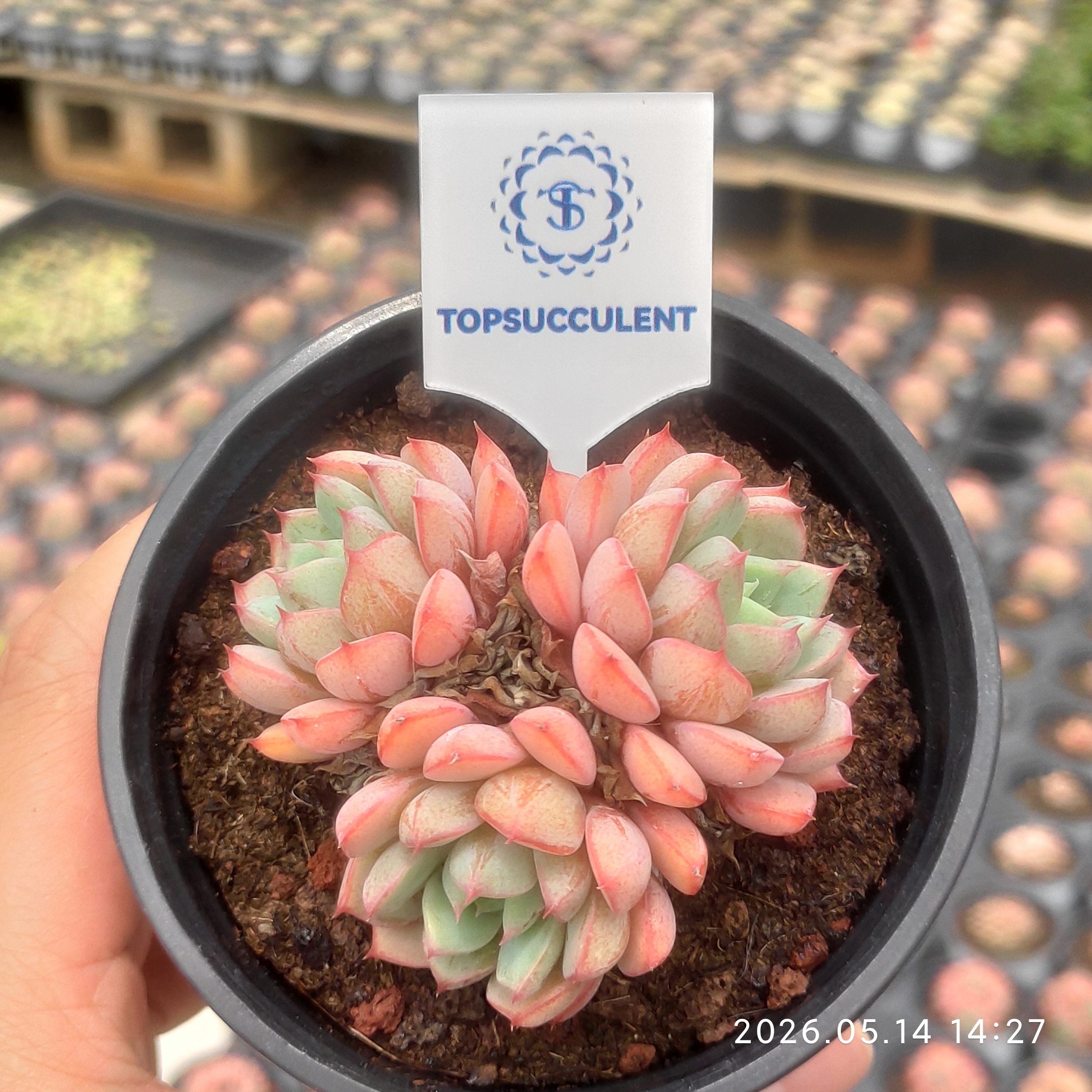 商品一覧 – Page 33 – Top Succulent®