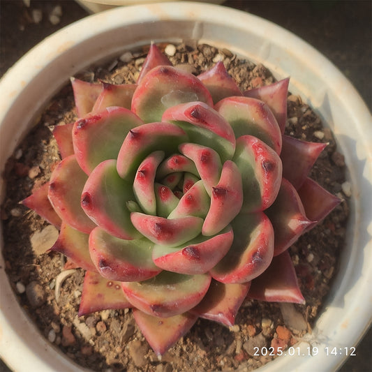 NGN295 アギャボイデズ　ピンク　ダイアモンド(14cm pot)