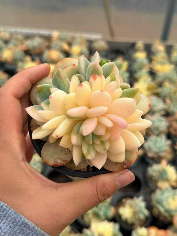 262641 オレンジモンロー錦