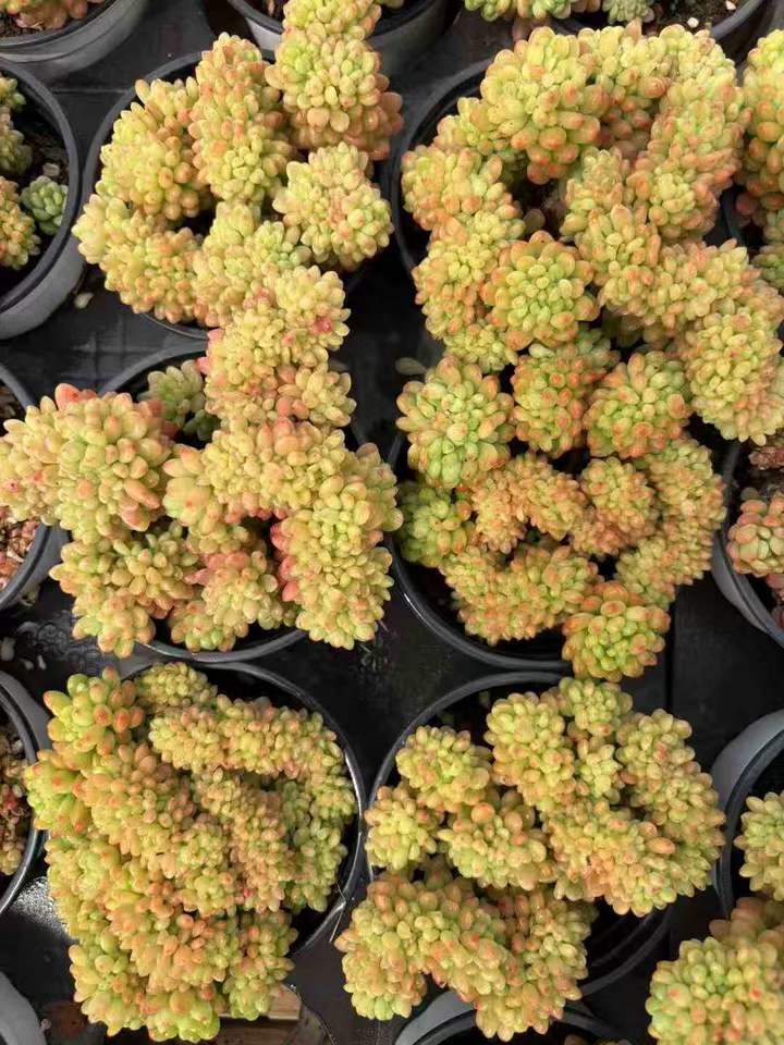 T26517 シャングリラ綴化