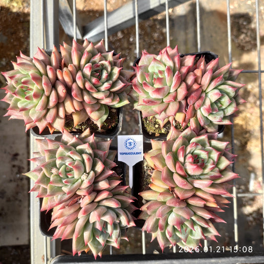 25135 スノー　マウンテン　ジェニー