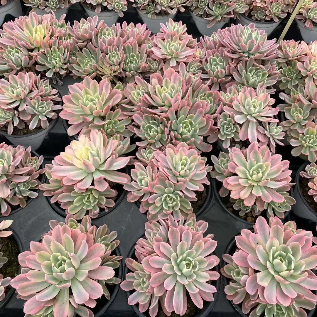 24826 ホルウェイ錦